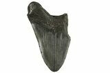 Bargain, Fossil Megalodon Tooth - South Carolina #294429-1